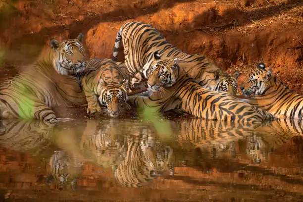 Bandhavgarh Tour