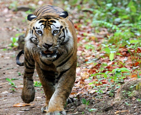 Bandhavgarh Tour